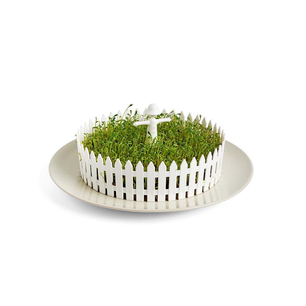 מעמד להנבטת זרעים Seed Field