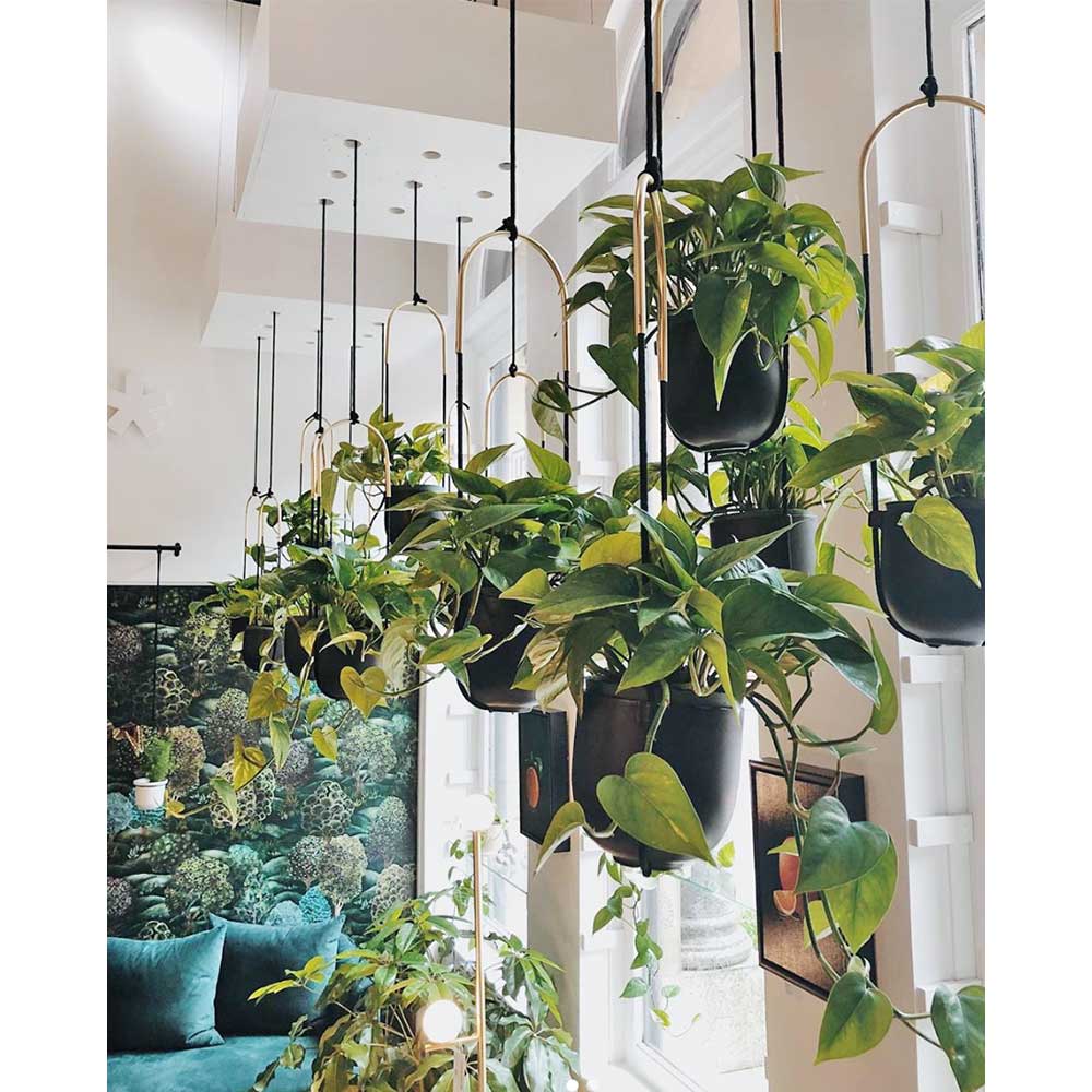 עציץ נתלה BOLO שחור